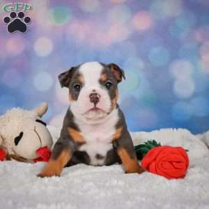 Bruno, Miniature Bulldog Puppy